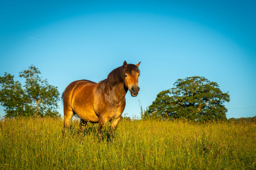 The Best Horse Racing Movies to Watch